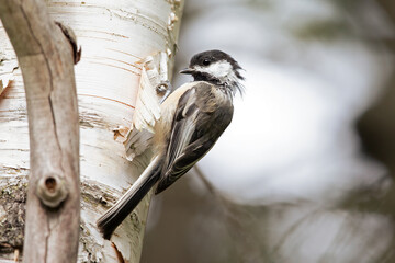 Obraz premium An adult black-capped chickadee (Poecile atricapillus) foraging in the trees in Canada.
