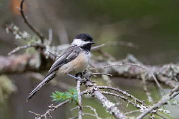 Fototapeta premium An adult black-capped chickadee (Poecile atricapillus) foraging in the trees in Canada.