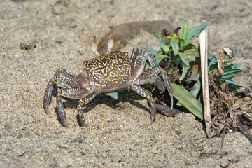 Land crab by a plant on the beach in Ayampe, Ecuador