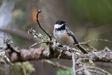 Fototapeta premium An adult black-capped chickadee (Poecile atricapillus) foraging in the trees in Canada.