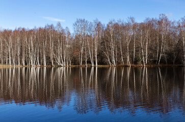 Leafless trees in autumn and reflection of trees in the lake. Bare birch forest by the lake. Photo