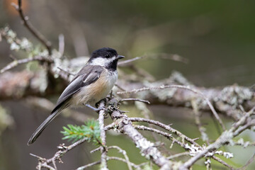Naklejka premium An adult black-capped chickadee (Poecile atricapillus) foraging in the trees in Canada.