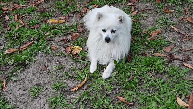 Dog White Volpino, Italian Spitz,Pomeranian with long hair,Adult Animal