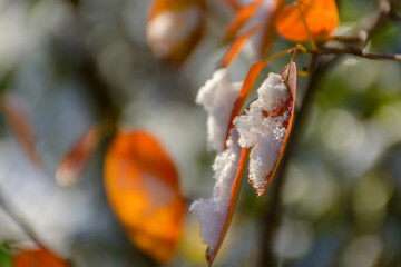 Bright orange leaves of chokeberry on a branch in the snow.