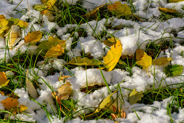 Obraz premium Bright yellow leaves of an aspen fallen on fresh snow.