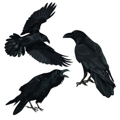 Fototapeta premium Set of black birds crows Corvus corax in different poses stand, croak and fly. Wild birds of nature and cities. Realistic vector animal