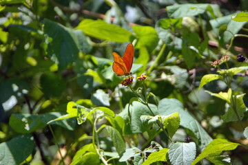 Orange butterfly perched on lantana flowers in Ayampe, Ecuador