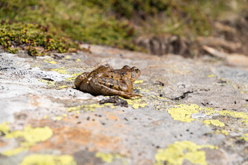 Vals, Switzerland, August 21, 2021 Little frog sitting on a rock
