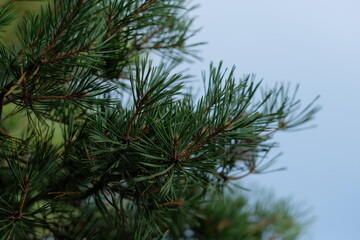 Pine tree needles on a beach
