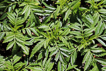 leaves of a marigold plant with no flowers