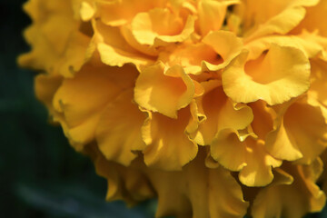 Macro background of orange marigold flower petals