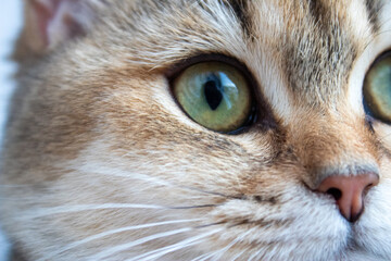 The Muzzle Of The British Shorthair Golden Chinchilla NY25. The eyes of the British shorthair