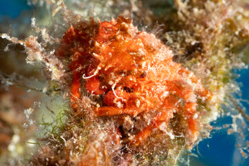 Fototapeta na wymiar A very well camouflaged decorator crab on a piece of coral. These masters of disguise are often almost invisible to most divers unless they give their position away through movement 