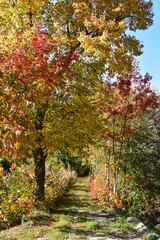 złota jesień, liście, kolory, aleja, przyroda,drzewa