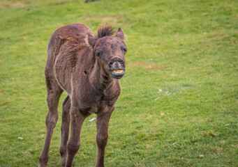 Naklejka na ściany i meble Laughing Horse Dartmoor National park Wild