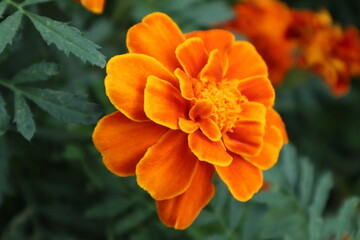 Fototapeta premium orange dahlia flower