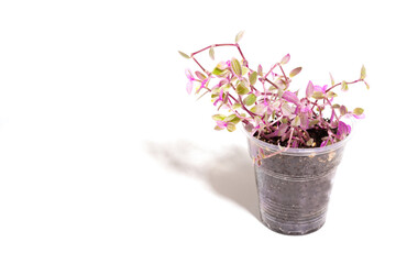 green houseplant pink callisia in pot on light background. Home plant concept