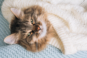 Fluffy striped cat lies under a white blanket and bedsheets. Funny pet resting in bed on blue plaid