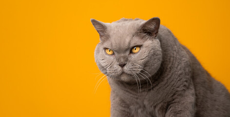 big lilac british shorthair cat with yellow eyes looking at  copy space on yellow background