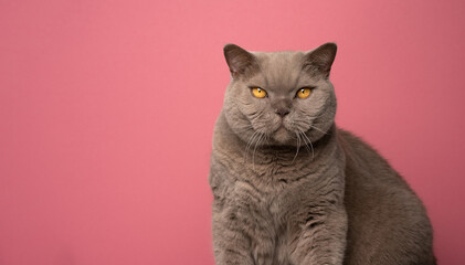 Obraz premium fluffy lilac brown british shorthair cat looking at camera portrait on pink background with copy space
