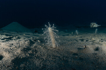 Fish swim in the Red Sea, colorful fish, Eilat Israel
