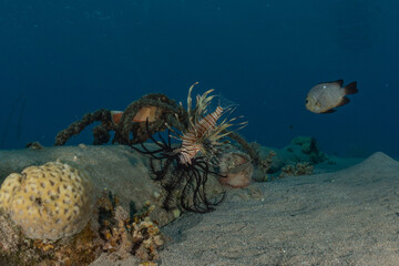 Lion fish in the Red Sea colorful fish, Eilat Israel
