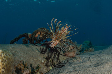 Lion fish in the Red Sea colorful fish, Eilat Israel
