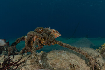 Coral reef and water plants in the Red Sea, Eilat Israel
