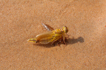 close-up dragonfly birth. yellow dragonfly sits on a sandy surface. beautiful dragonfly wing, dragonfly outdoors in wet sand