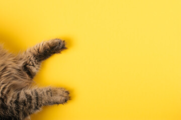 Top view of paws of tabby cat on yellow background. Funny brown cat flat lay. Funny pets concept