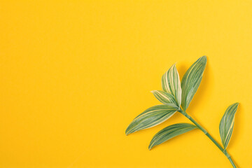 Fototapeta na wymiar Top view of small green plant branch on yellow background with copy space. Home plant concept flat lay