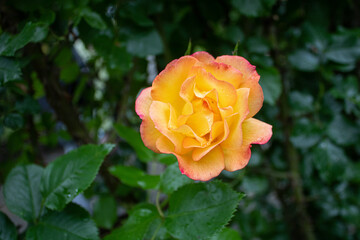 Rosebush, flower with dew on petals. Blur.