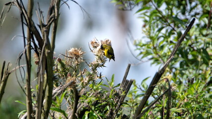 Hooded siskin (Spinus magellanicus) in wildflowers in Cotacachi, Ecuador