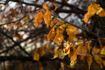  yellow autumn leaves through backlight