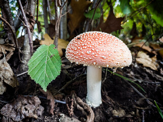 Amanita muscaria mushroom in a woodland close-up