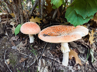 Amanita muscaria mushroom in a woodland close-up