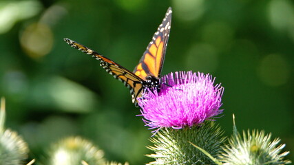 Monarch butterfly on a Scotch thistle flower in Cotacachi, Ecuador