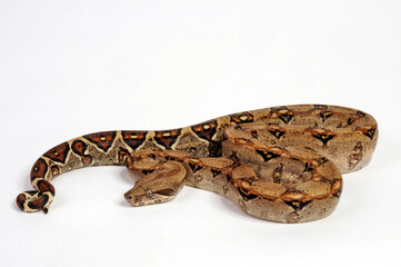 Abgottschlange // Red-tailed boa (Boa constrictor)