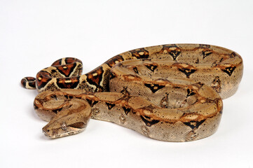 Abgottschlange // Red-tailed boa (Boa constrictor)