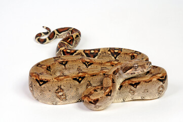 Red-tailed boa // Abgottschlange (Boa constrictor)