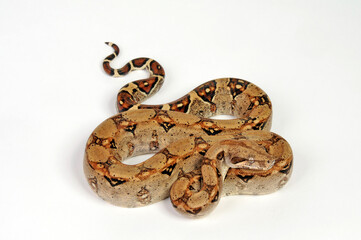 Abgottschlange // Red-tailed boa (Boa constrictor)