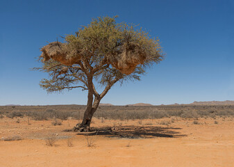 Acacia Tree with Sociable Weaver Nests