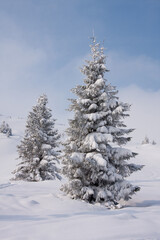 Two high beautiful fir trees are covered with snow, against a blue sky. Winter. Sunny day