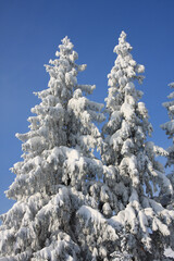 Two high beautiful fir trees are covered with snow, against a blue sky. Winter. Sunny day