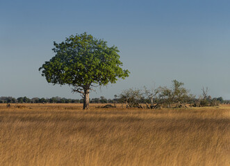 Mopani Tree in Okavango Delta