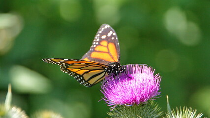 Fototapeta na wymiar Monarch butterfly on a Scotch thistle flower in Cotacachi, Ecuador