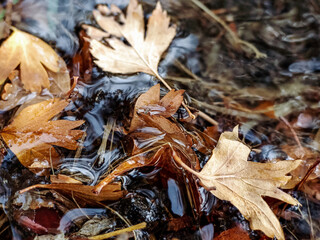 fallen autumn leaves
