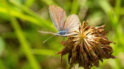 Butterfly on a clover flower in Cotacachi, Ecuador