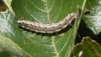 Gulf fritillary caterpillar on a leaf in Cotacachi, Ecuador