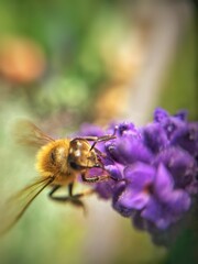 bee on a flower